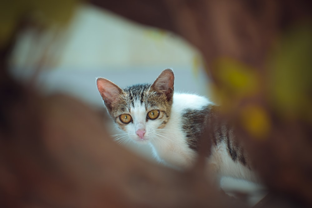 selective focus photography of cat