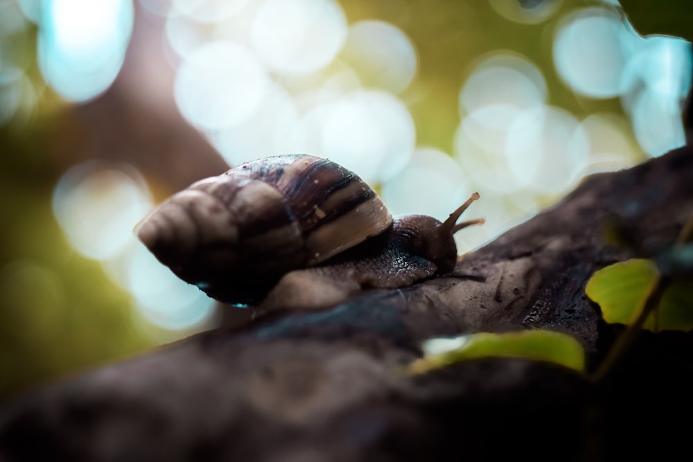 bokeh photography of snail