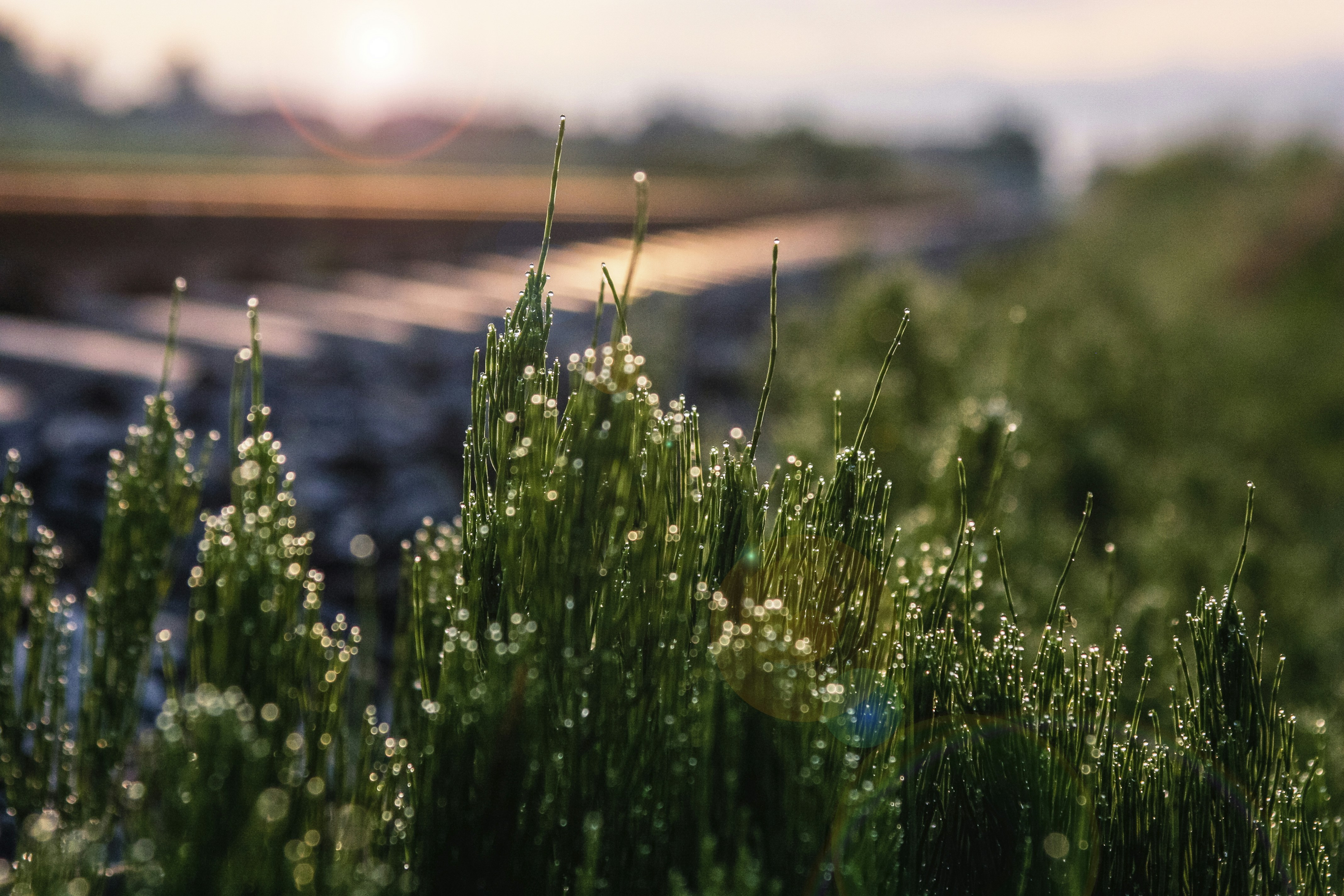 Fotografia a fuoco selettiva dell'erba verde