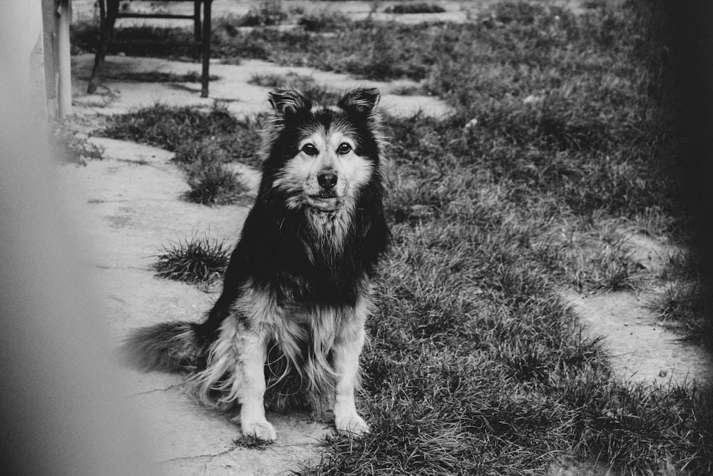 long-coated dog on field