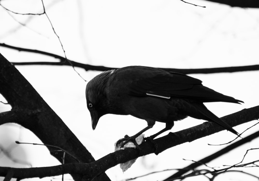 crow on branch grayscale photography