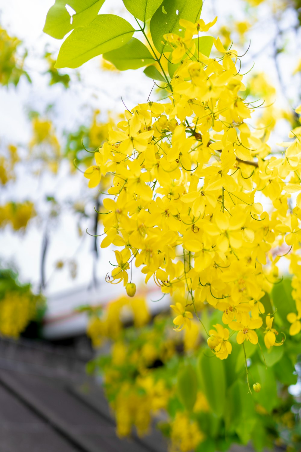 yellow petaled