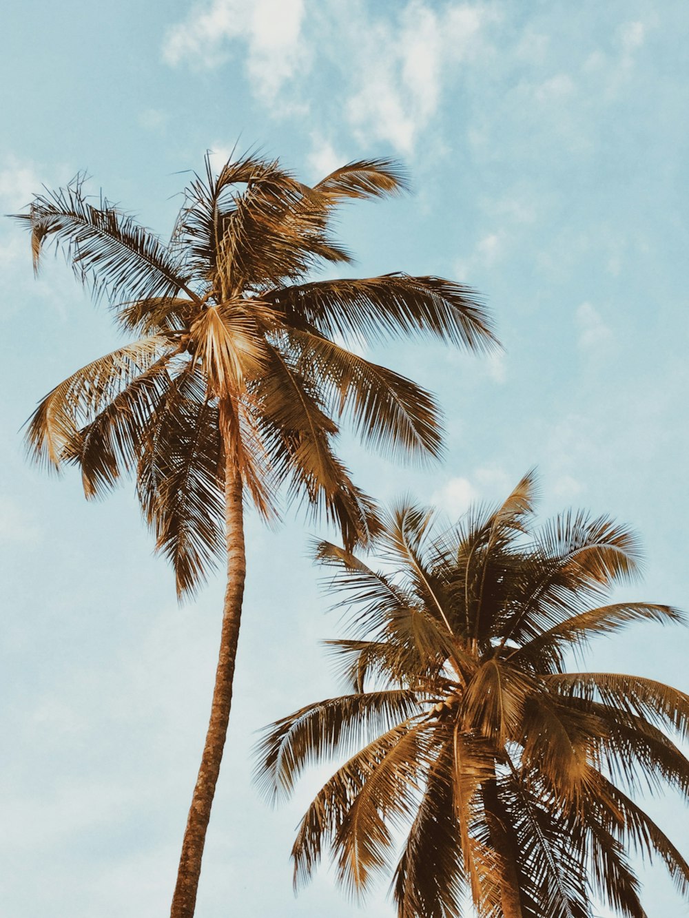 two coconut trees during day