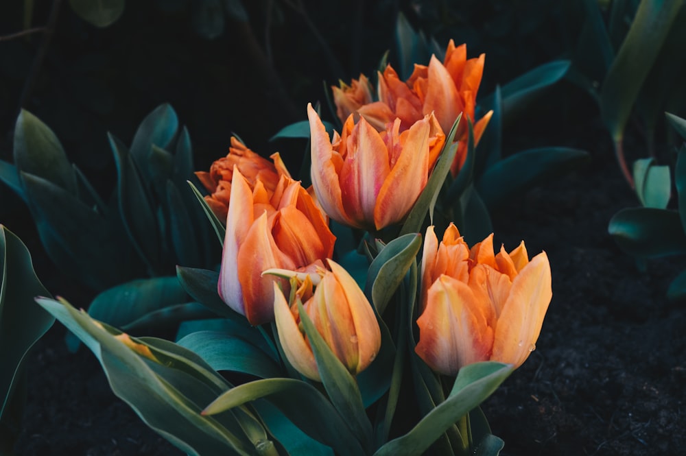 orange petaled flowers