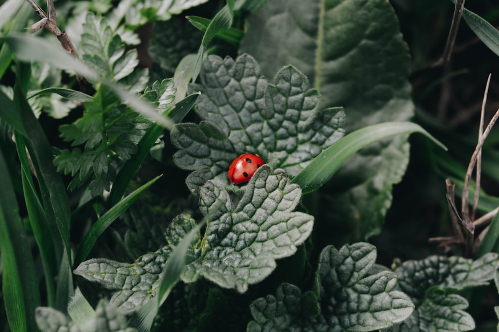 ladybug on plant