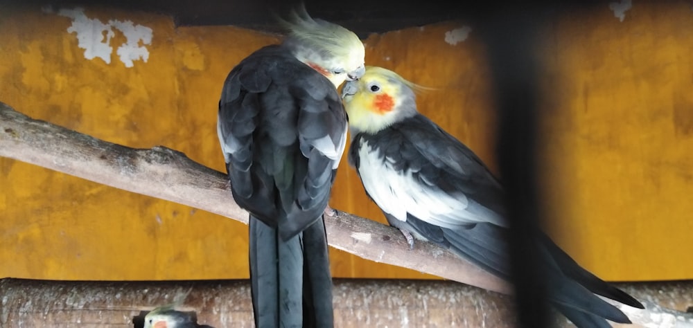 pair of black, white and yellow budgerigars