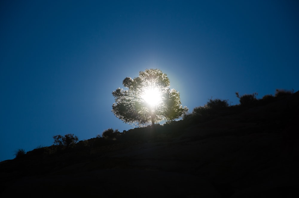 silhouette of tree during golden hour