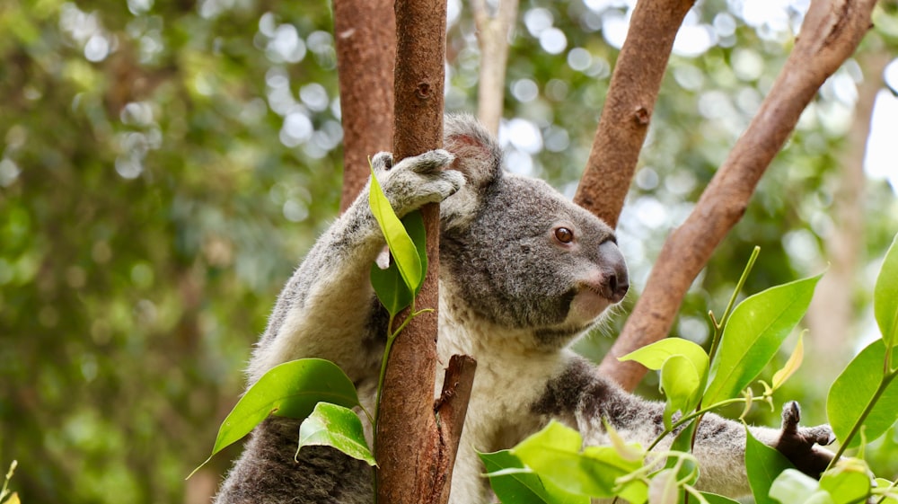 koala on tree branch