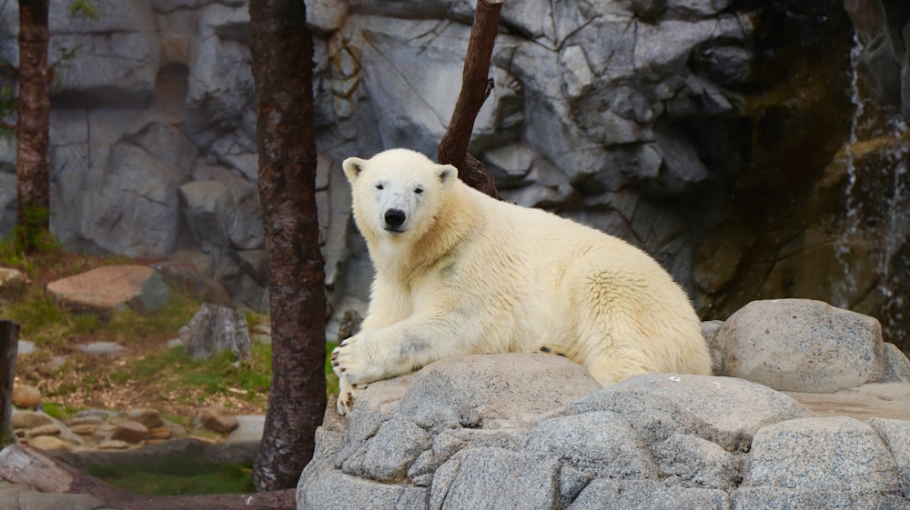 oso polar blanco sobre piedra gris