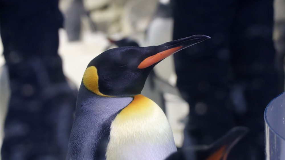 a close up of a penguin with a blurry background