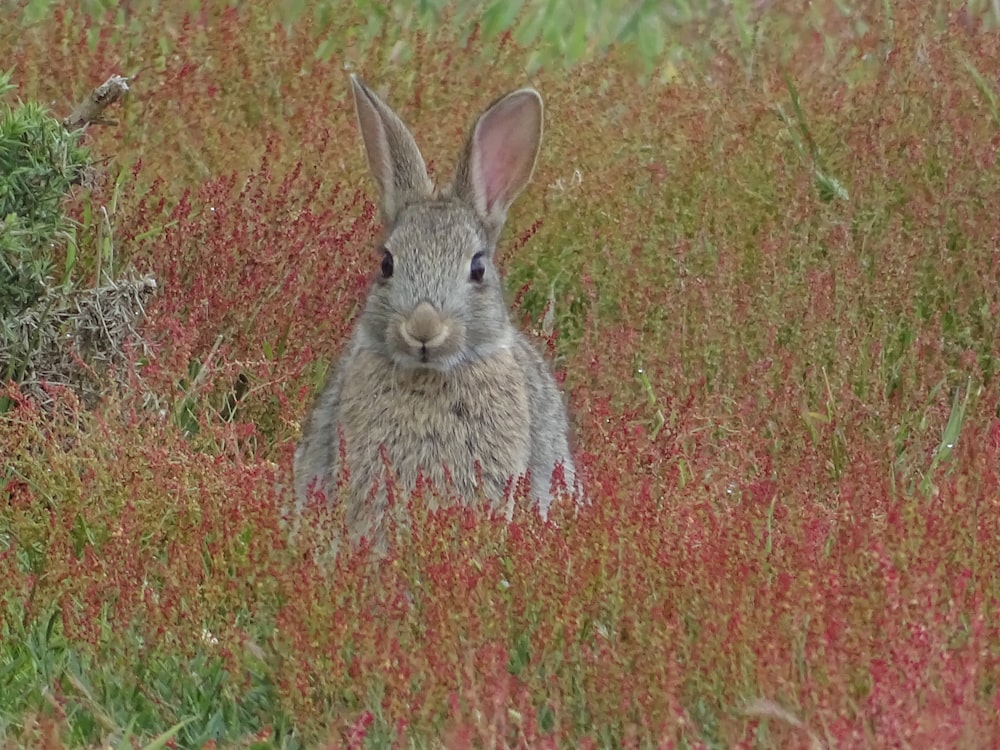 brown rabbit on field