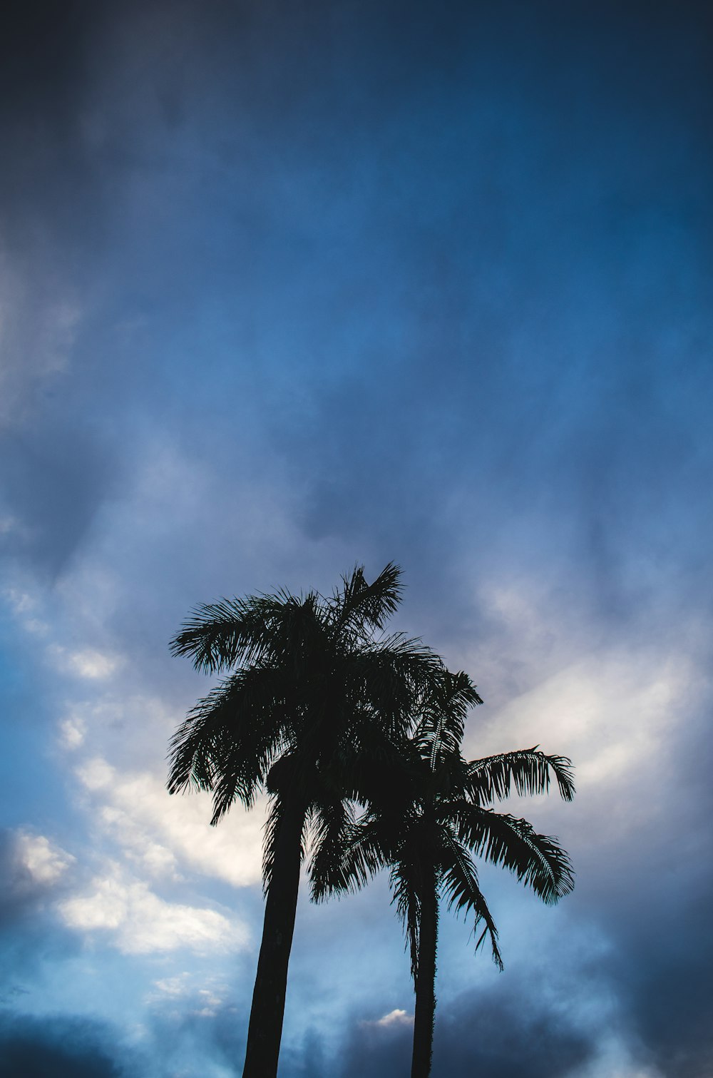 two green coconut trees during daytime