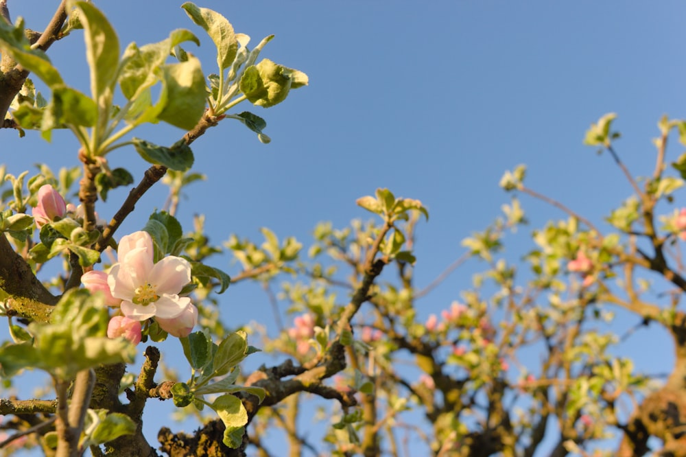 pink petaled flower