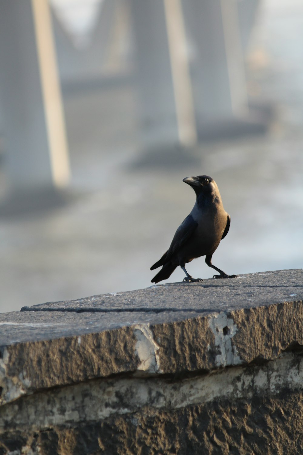 black bird on concrete fence