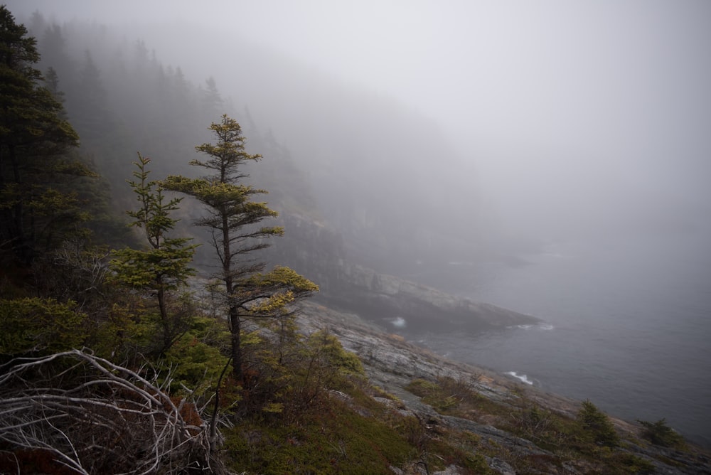 fog covering forest