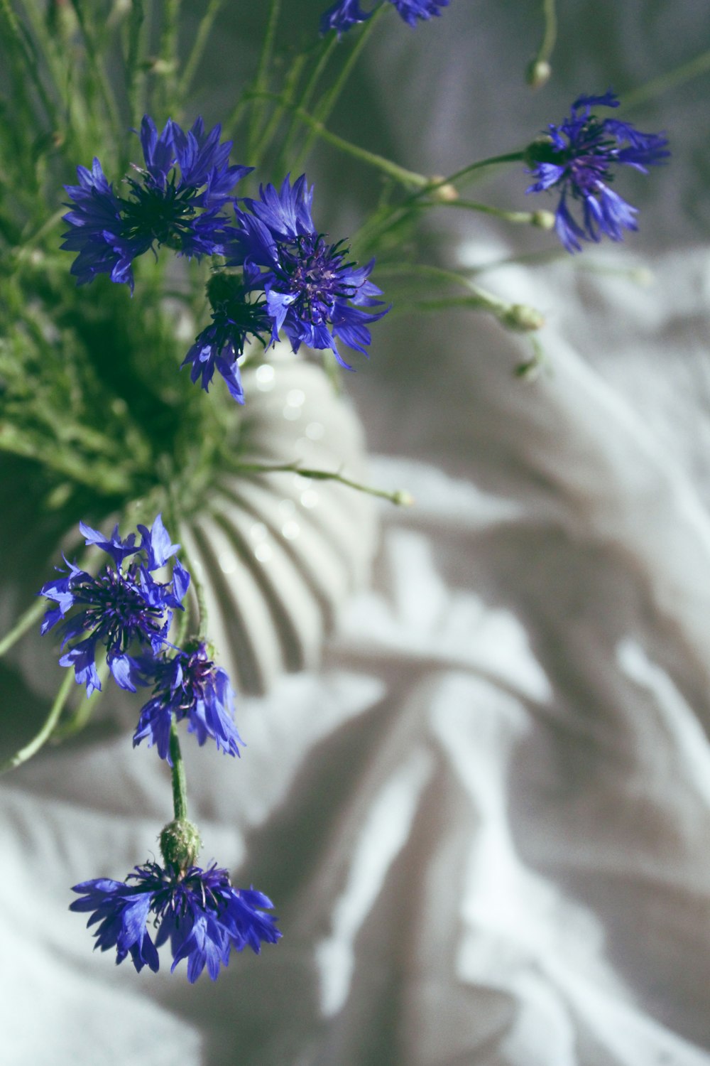 blue-petaled flowers