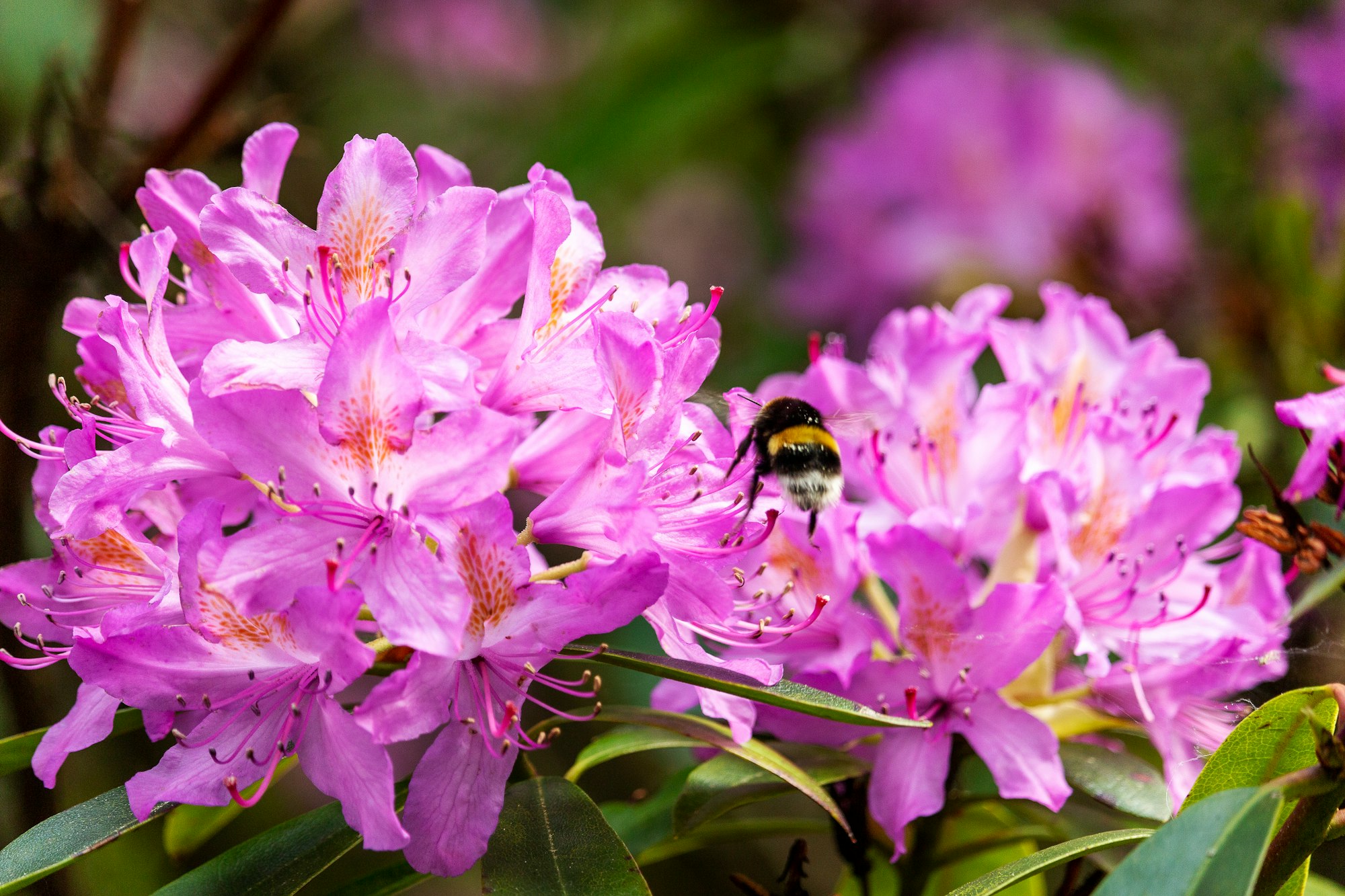 Bumblebee gathering nectar on a Rhododendron