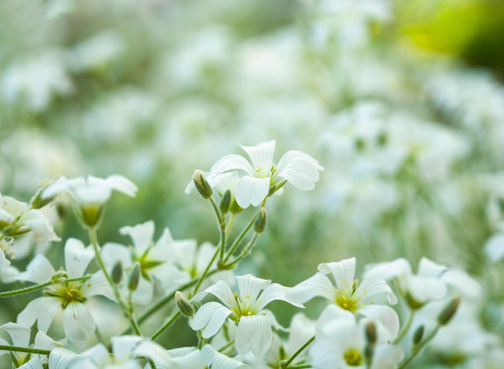 closeup photography of white-petaled flower