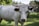 A white cow with large horns standing in a grassy field. Trees and greenery are visible in the background, creating a natural setting. The cow has a tag on its ear, suggesting it is part of a managed herd.