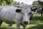 A white cow with large horns standing in a grassy field. Trees and greenery are visible in the background, creating a natural setting. The cow has a tag on its ear, suggesting it is part of a managed herd.