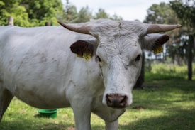 A white cow with large horns standing in a grassy field. Trees and greenery are visible in the background, creating a natural setting. The cow has a tag on its ear, suggesting it is part of a managed herd.
