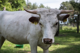 A white cow with large horns standing in a grassy field. Trees and greenery are visible in the background, creating a natural setting. The cow has a tag on its ear, suggesting it is part of a managed herd.