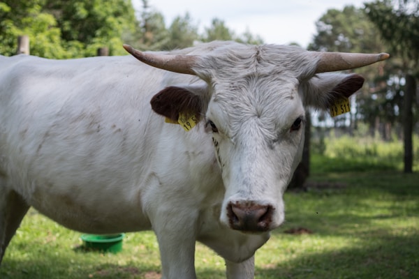 A white cow with large horns standing in a grassy field. Trees and greenery are visible in the background, creating a natural setting. The cow has a tag on its ear, suggesting it is part of a managed herd.
