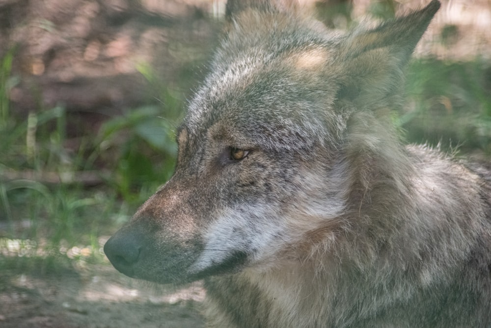 brown and gray wolf