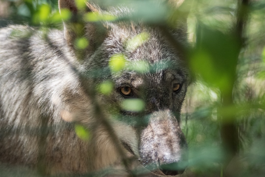 short-coated gray dog