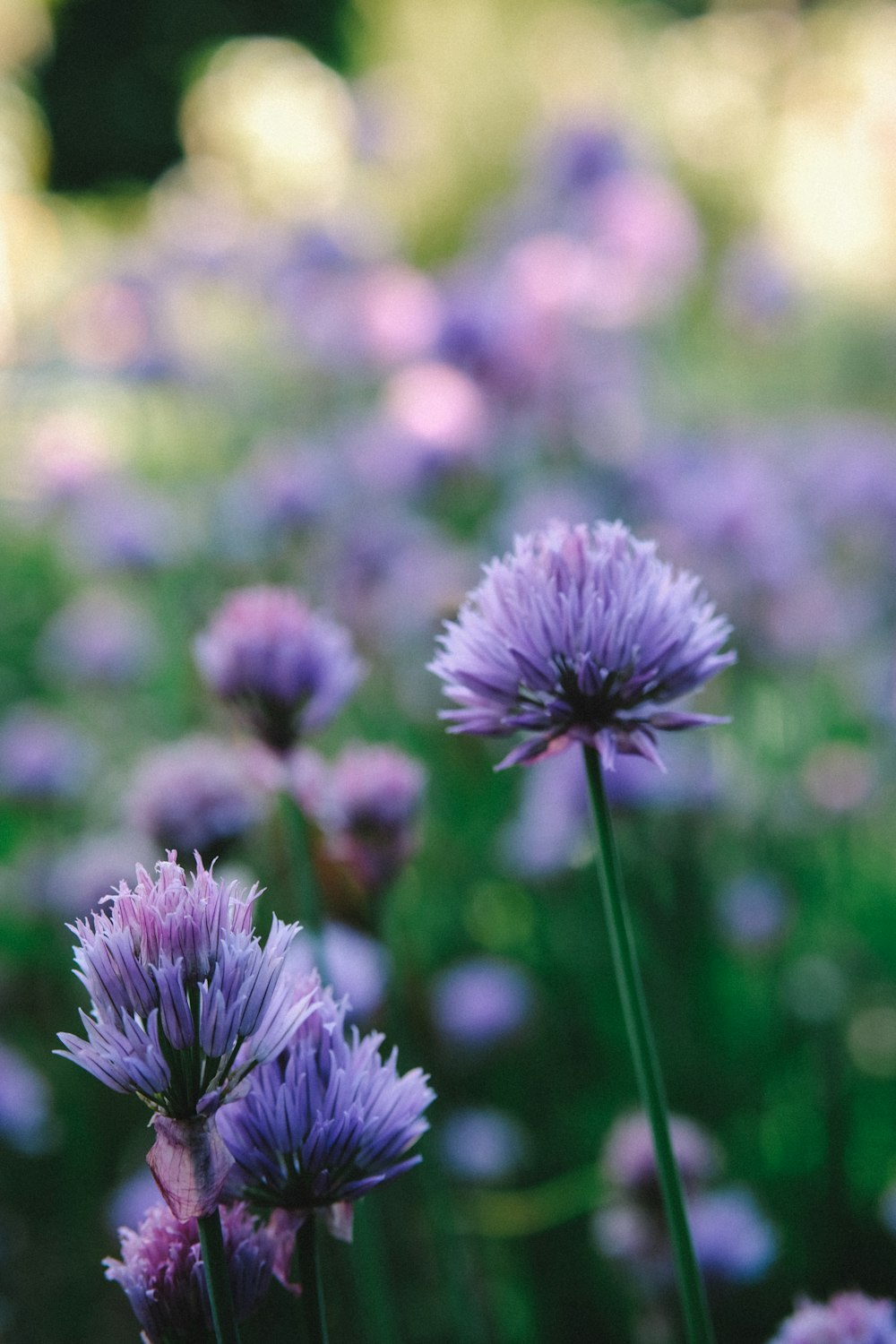 purple-petaled flowers