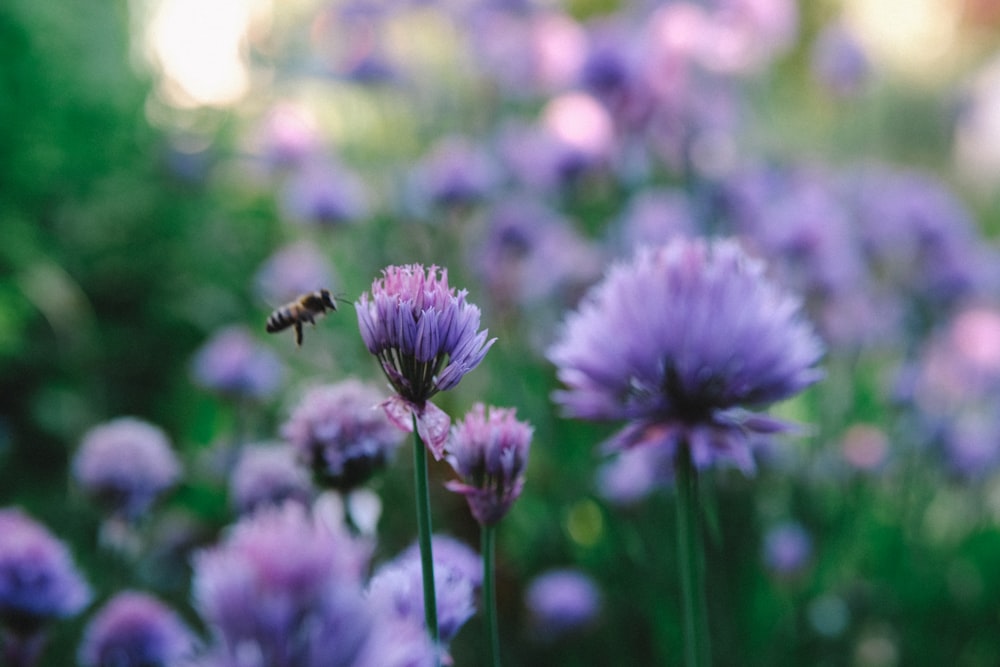 bee beside purple-petaled flower