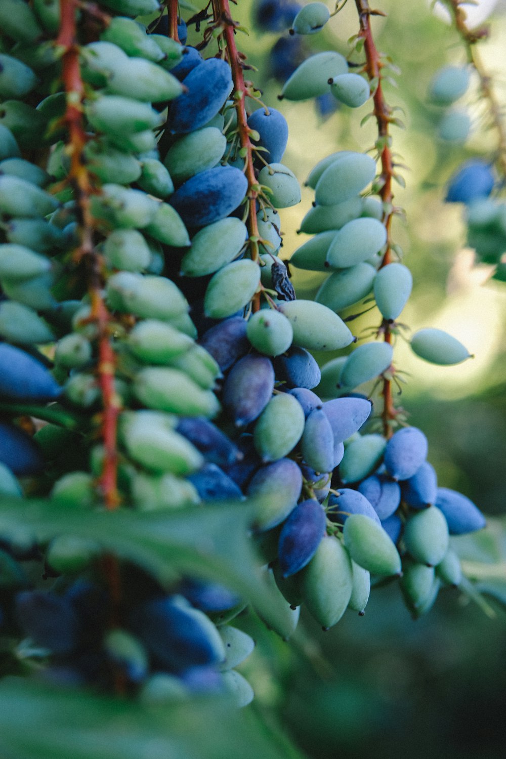 blue and green fruits hanging front plant