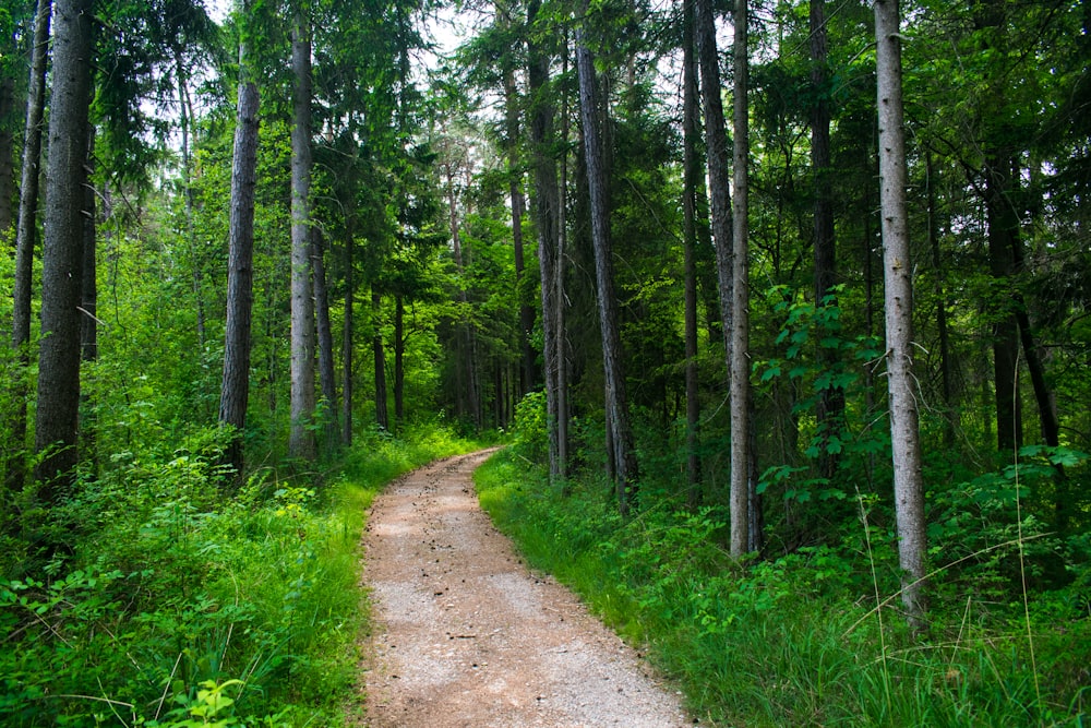 Sentier de terre à travers les bois