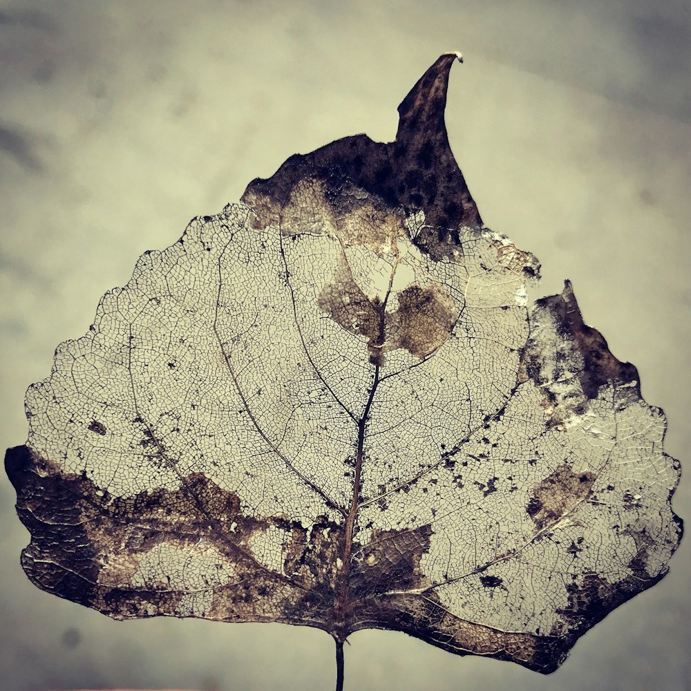 grayscale photography of leaf