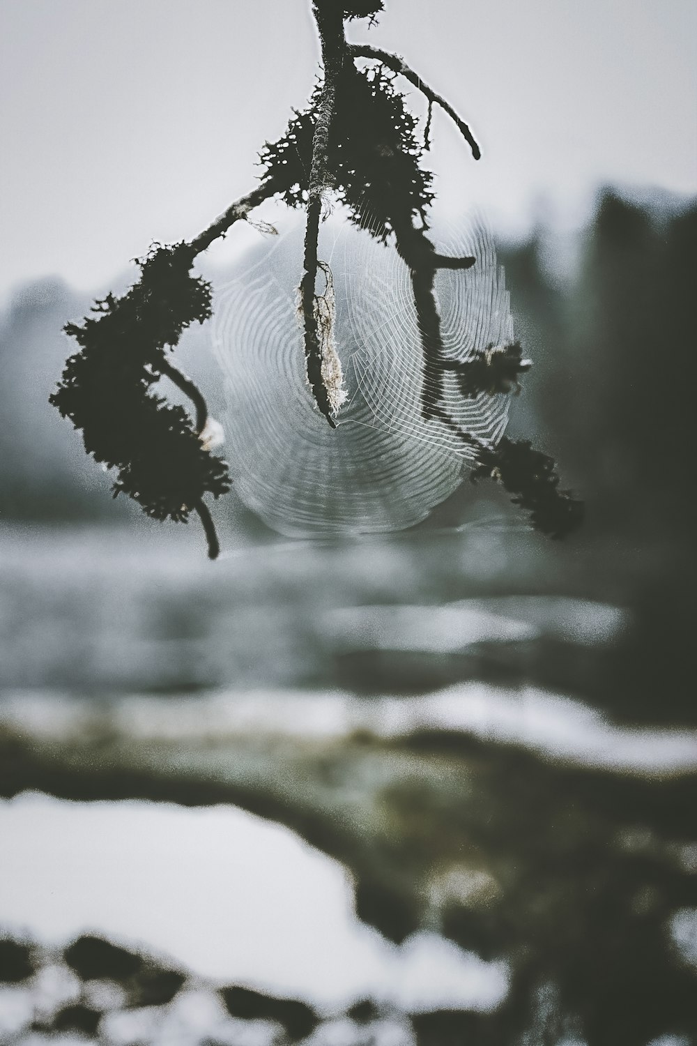 spider web in tree branch