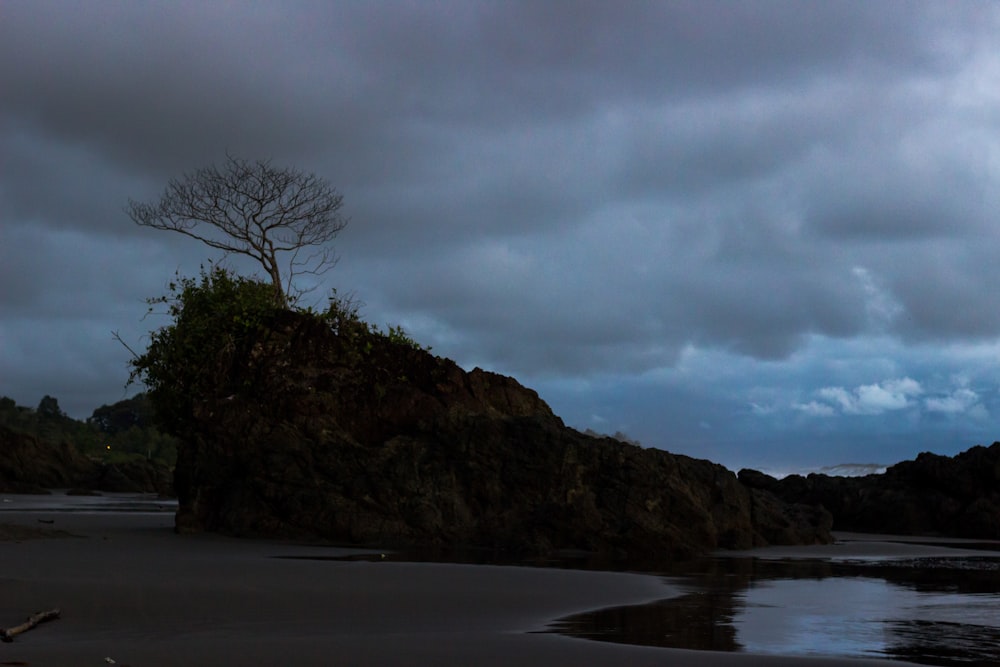 bare tree on top of hill near body of water