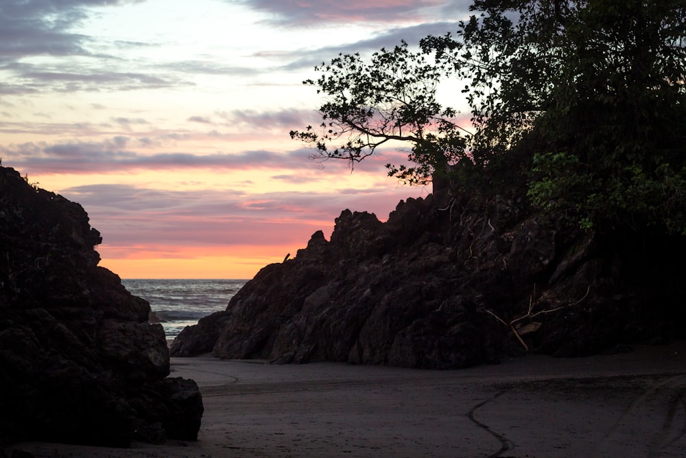 tree near cliff during golden hour