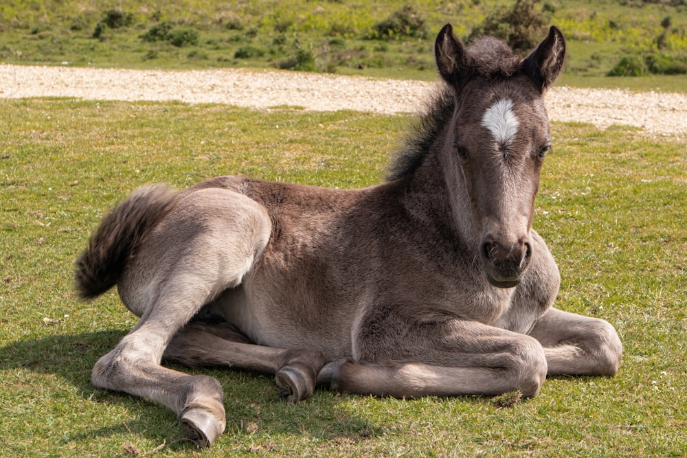 gray horse on grass field