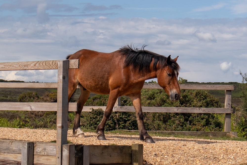 brown horse walking on brown wood chips