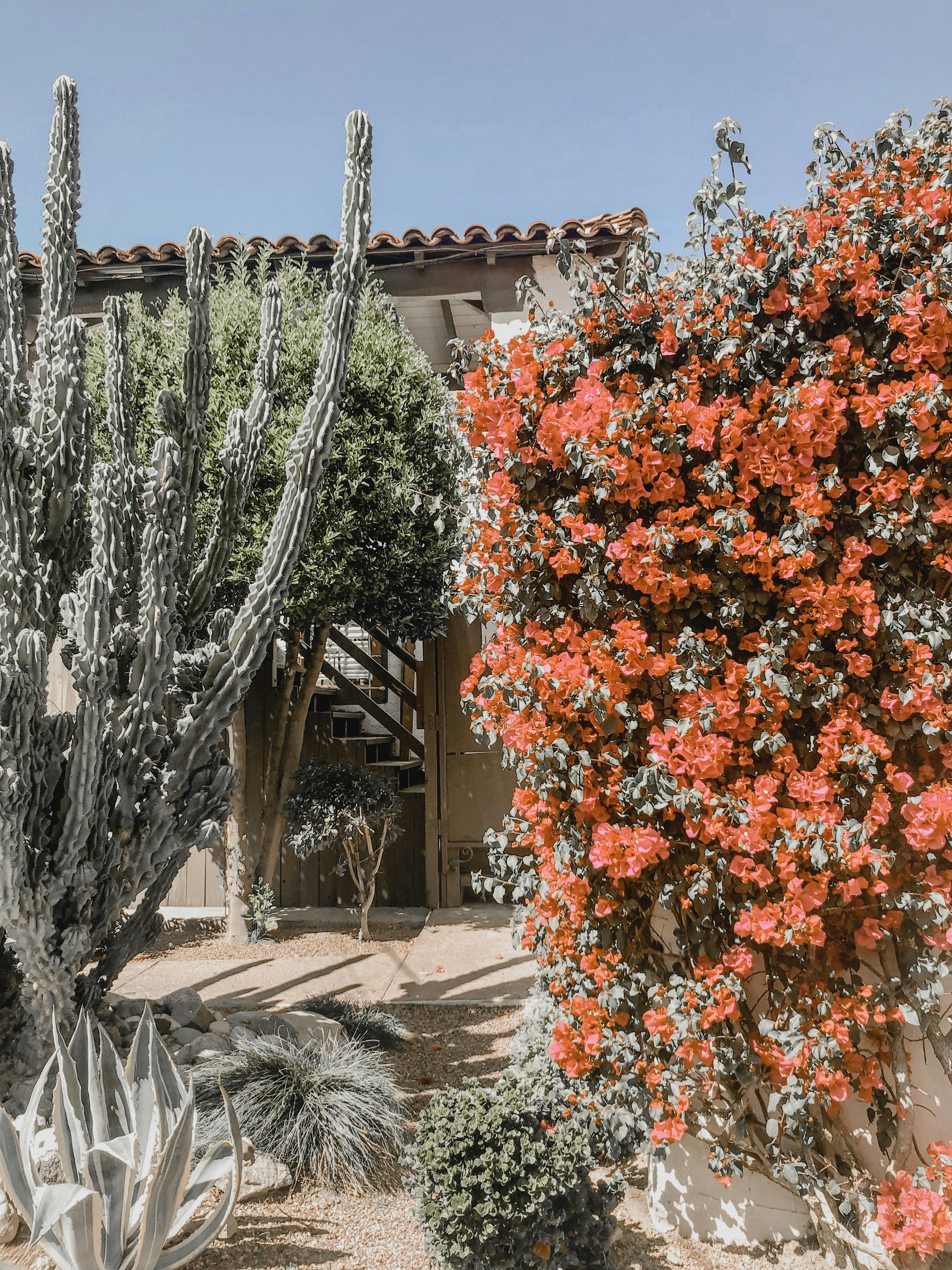Beautiful red cactus flower blooming in the desert - Cactus ecology
