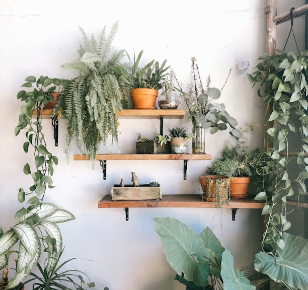 plants in pots on floating shelves