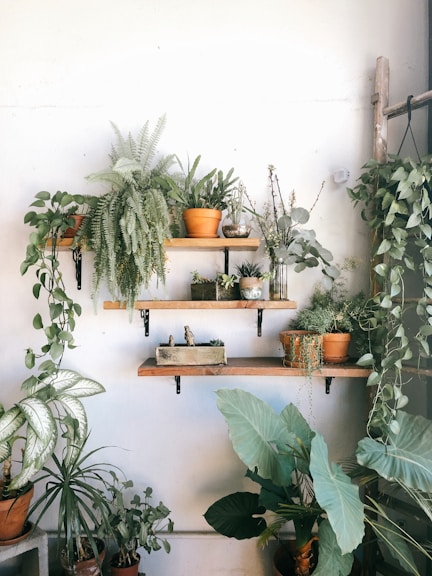 plants in pots on floating shelves