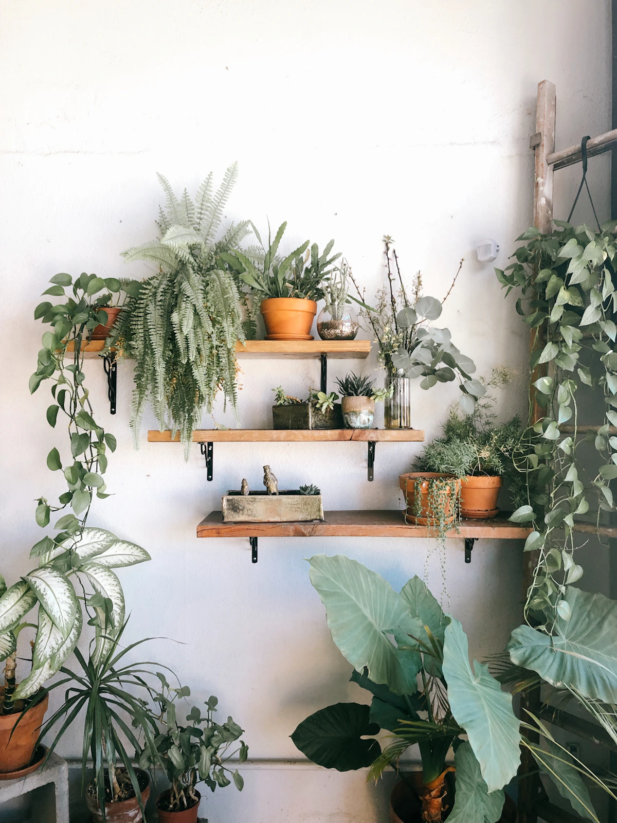 Houseplants in individual pots arranged on wall shelves