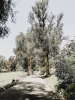 A peaceful pathway winding through the residential area with views of the golf greens