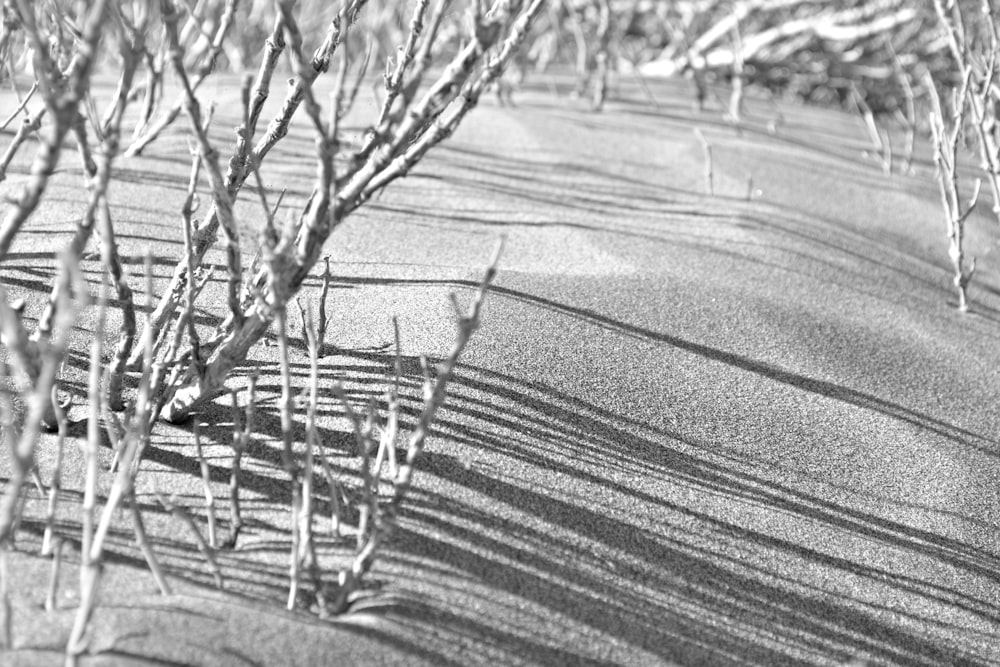 Branches d’arbres enneigées pendant la journée