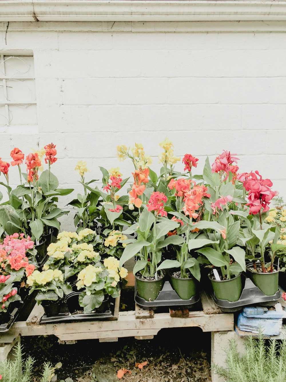 yellow and pink flowers in pots