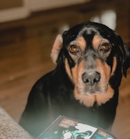 A large dog with a black and tan coat gazes attentively at the camera, sitting indoors on a wooden floor. In the foreground, part of a comic book is visible, suggesting a relaxed and cozy atmosphere.