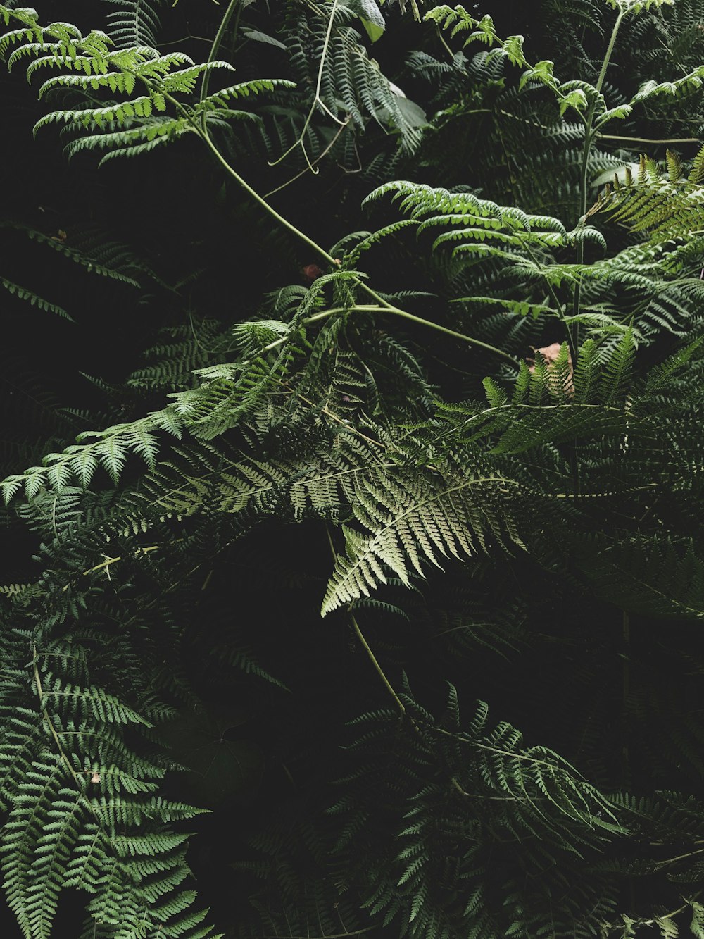 green fern plant