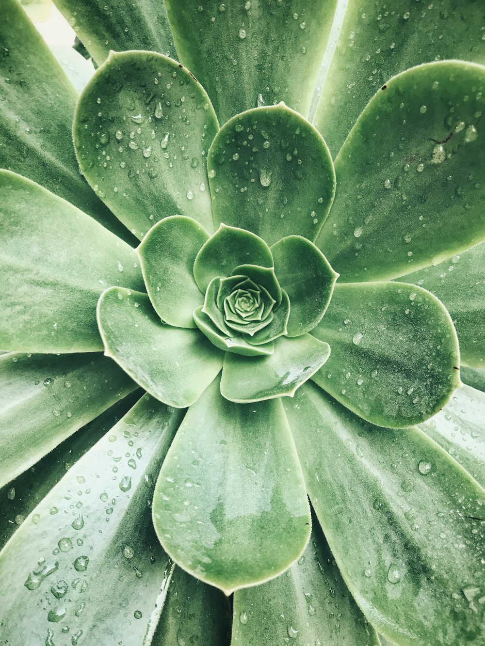 gotas de rocío sobre suculentas verdes