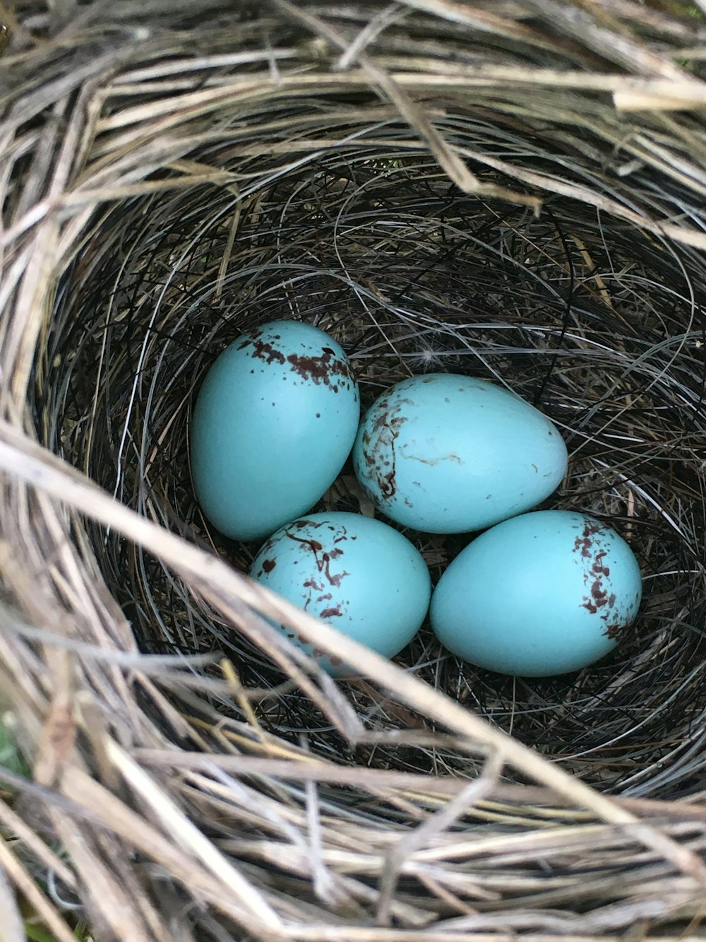 Cuatro huevos azules en el nido